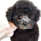 トイプードル(ティーカップ)