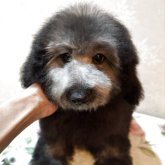 トイプードル(タイニー)