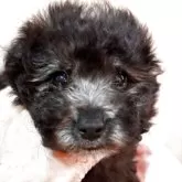 ティーカッププードル