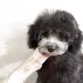タイニープードル
