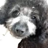 トイプードル(トイ)