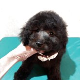 トイプードル(トイ)