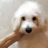 タイニープードル