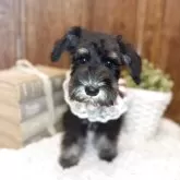 ミニチュアシュナウザー【茨城県・女の子・2025年8月5日・ブラックシルバー】の写真3