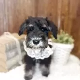 ミニチュアシュナウザー【茨城県・女の子・2025年8月5日・ブラックシルバー】の写真8