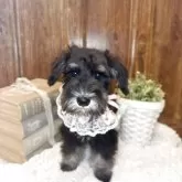 ミニチュアシュナウザー【茨城県・女の子・2025年8月5日・ブラックシルバー】の写真11