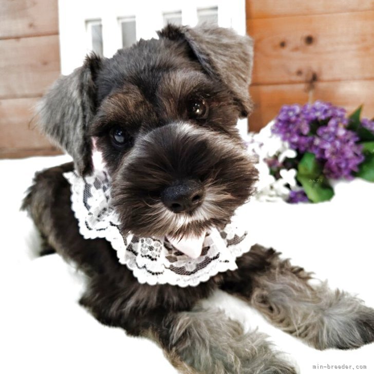 ブリーダー画像