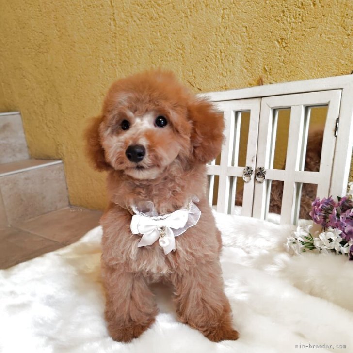 ブリーダー画像