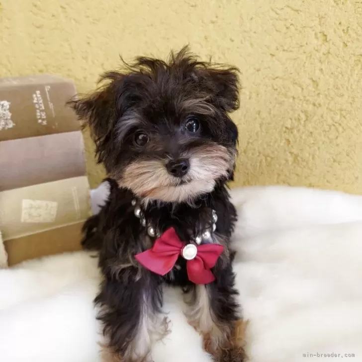 H.T 様のお迎えした子犬