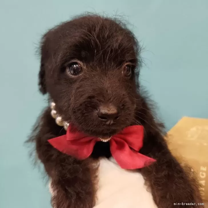 ID:2412-01447の子犬