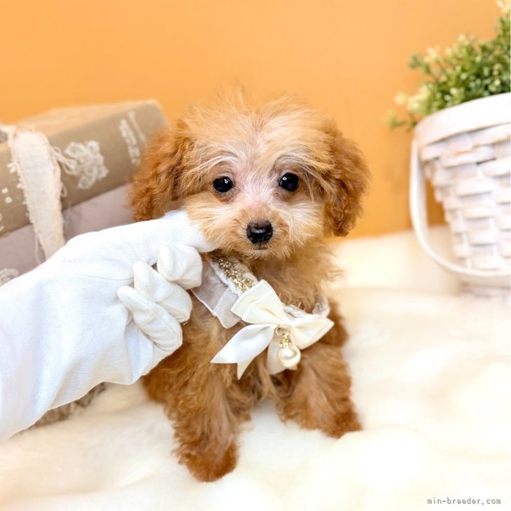 ブリーダー画像