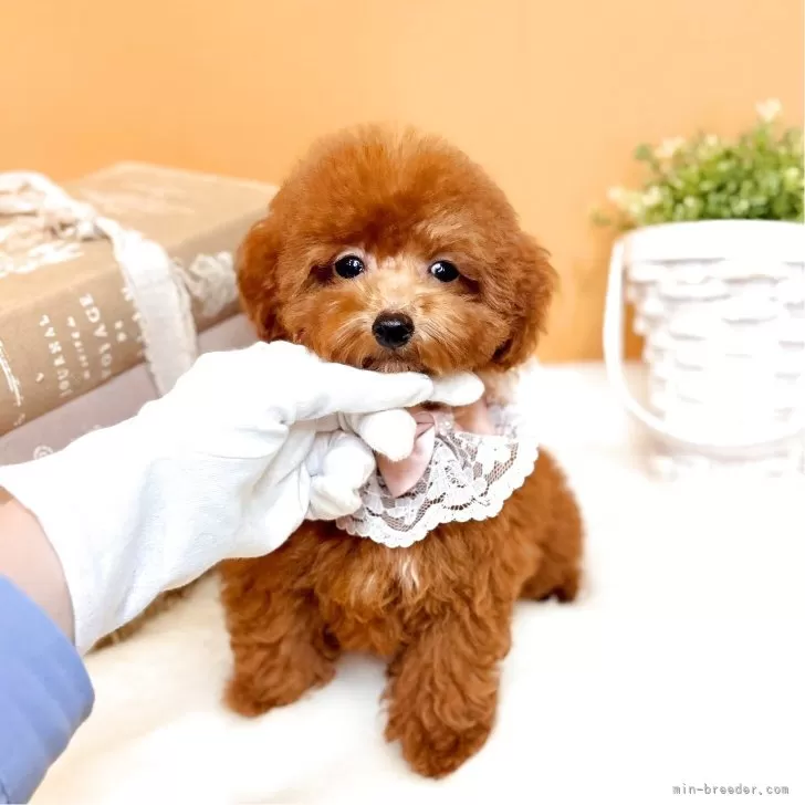 タイニープードル【茨城県・女の子・2025年8月14日・レッド】の写真1