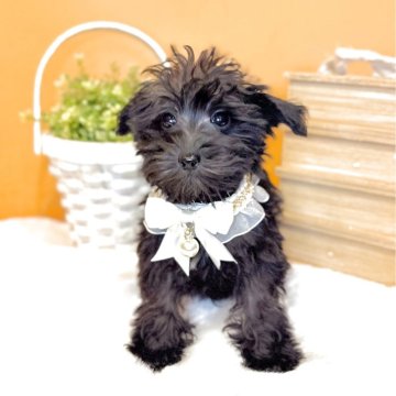 ミニチュアシュナウザー【茨城県・男の子・2025年9月1日・ブラック】の写真「社交的な🌿穏やかな男の子」