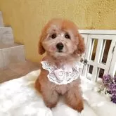 トイプードル(トイ)