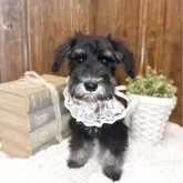 ミニチュアシュナウザー【茨城県・女の子・2025年8月5日・ブラックシルバー】の写真1