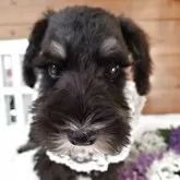 ミニチュアシュナウザー【茨城県・女の子・2025年8月5日・ブラックシルバー】の写真14