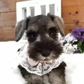 ミニチュアシュナウザー【茨城県・女の子・2025年8月5日・ソルトペッパー】の写真2