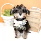 ミニチュアシュナウザー【茨城県・男の子・2025年9月1日・ブラックシルバー】の写真11