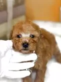 タイニープードル【茨城県・女の子・2025年7月6日・レッド】の写真6