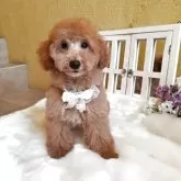 トイプードル(トイ)【茨城県・男の子・2025年7月6日・レッド】の写真3