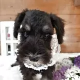 ミニチュアシュナウザー【茨城県・女の子・2025年8月5日・ブラックシルバー】の写真15