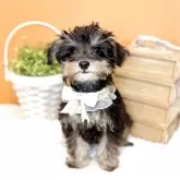 ミニチュアシュナウザー【茨城県・男の子・2025年9月1日・ブラックシルバー】の写真14