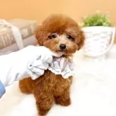 タイニープードル【茨城県・女の子・2025年8月14日・レッド】の写真6