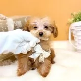 タイニープードル【茨城県・男の子・2025年8月14日・レッド】の写真6