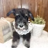 ミニチュアシュナウザー【茨城県・女の子・2025年8月5日・ブラックシルバー】の写真9