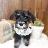 ミニチュアシュナウザー【茨城県・女の子・2025年8月5日・ブラックシルバー】の写真7