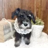 ミニチュアシュナウザー【茨城県・女の子・2025年8月5日・ブラックシルバー】の写真4