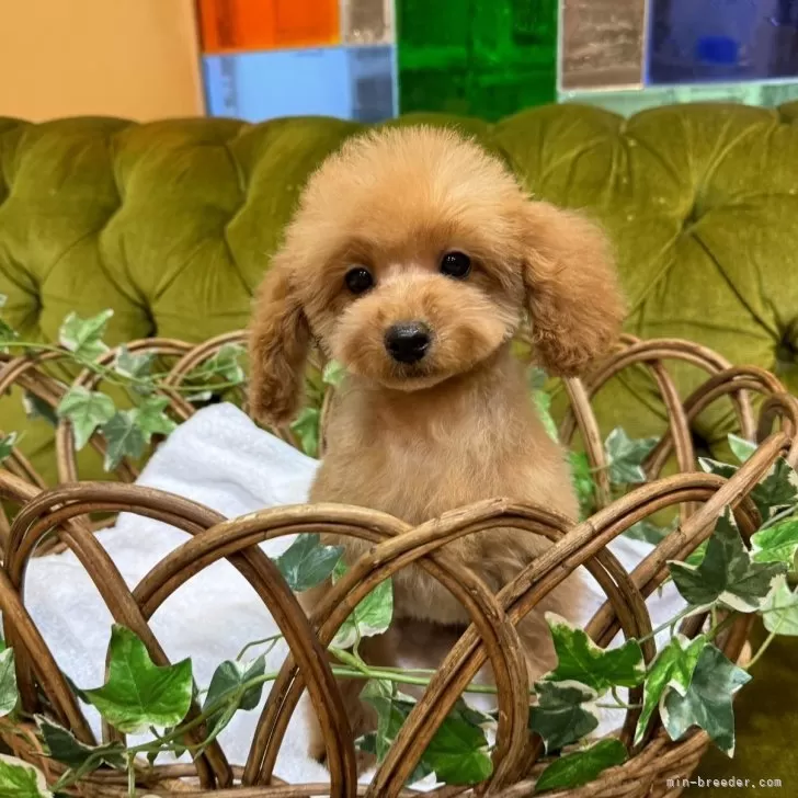 ID：2310-06533の子犬