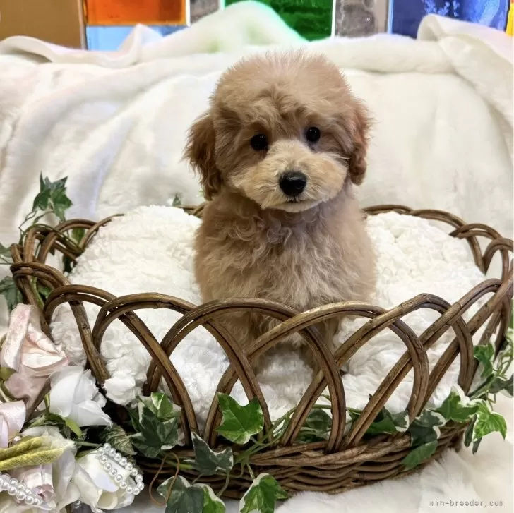 ID：2401-05787の子犬