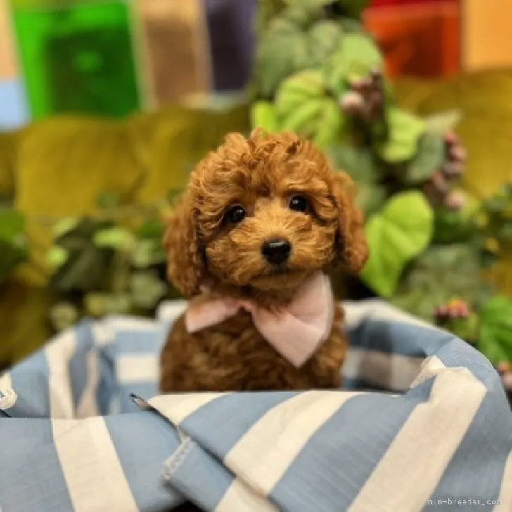 ID：2311-00129の子犬