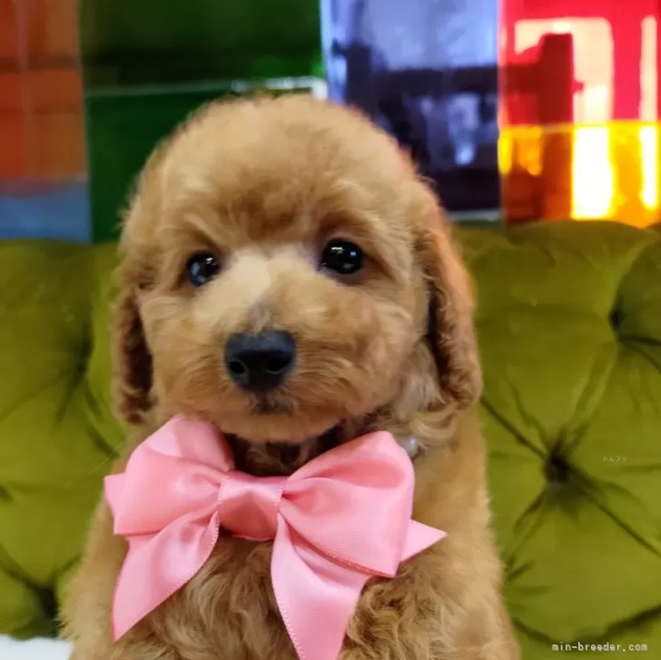 ID:2410-04745の子犬
