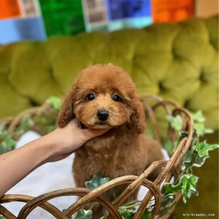 ID：2401-04859の子犬