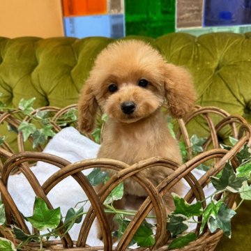 トイプードル(トイ)【茨城県・女の子・2023年8月28日・シャンパン】の写真「ダッフィーちゃんみたい癒し系」