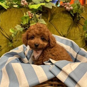 トイプードル(タイニー)【茨城県・女の子・2023年8月28日・レッド】の写真「カワイイ」