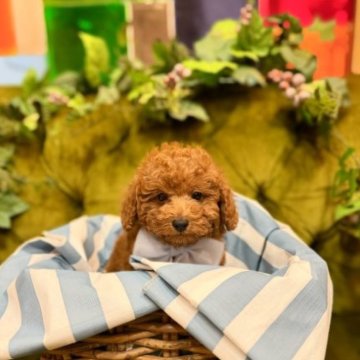 トイプードル(トイ)【茨城県・女の子・2023年8月26日・レッド】の写真「人が大好きな子です。」