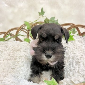 ミニチュアシュナウザー【茨城県・女の子・2023年11月9日・ブラックアンドシルバー】の写真「最高」