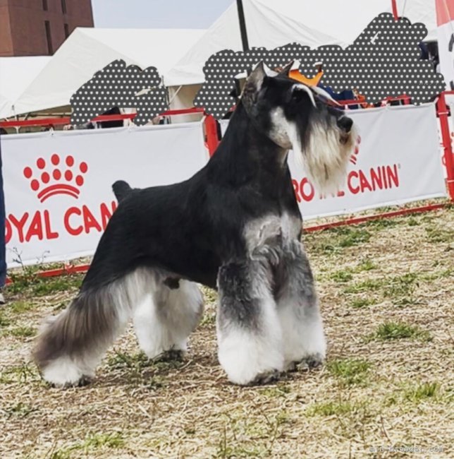 ミニチュアシュナウザー【・男の子・2021年4月15日・ブラックシルバー】