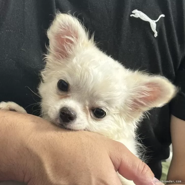 Y.H 様のお迎えした子犬