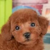 トイプードル(トイ)【千葉県・女の子・2025年9月23日・レッド】の写真10「一度の見学で複数の子犬が見学ができます🐶🐶兄妹ちゃんや他の子同士でもOK！🙆」