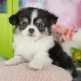 チワワ(ロング)【千葉県・女の子・2025年11月11日・ブラックタン&ホワイト】の写真10「一度の見学で複数の子犬が見学ができます🐶🐶兄妹ちゃんや他の子同士でもOK！🙆」