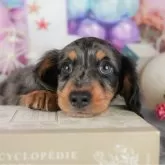 ミニチュアダックスフンド(ロング)【千葉県・男の子・2025年10月11日・シルバーダップル】の写真10「一度の見学で複数の子犬が見学ができます🐶🐶兄妹ちゃんや他の子同士でもOK！🙆」