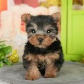 ヨークシャーテリア【千葉県・男の子・2025年10月20日・スティールブルー&タン】の写真10「一度の見学で複数の子犬が見学ができます🐶🐶兄妹ちゃんや他の子同士でもOK！🙆」