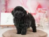 トイプードル(トイ)【千葉県・男の子・2025年9月6日・ブラック】の写真10「一度の見学で複数の子犬が見学ができます🐶🐶兄妹ちゃんや他の子同士でもOK！🙆」