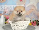 ポメラニアン【千葉県・男の子・2025年6月4日・オレンジセーブル】の写真10「犬舎見学ツアーも開催中！朝11時限定の予約制なので希望の方は「犬舎見学希望」とメッセージ下さい😊」