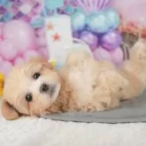 マルプー(マルチーズ×トイプードル)【千葉県・女の子・2025年9月19日・アプリコット】の写真11「犬舎見学ツアーも開催中！朝11時限定の予約制なので希望の方は「犬舎見学希望」とメッセージ下さい😊」