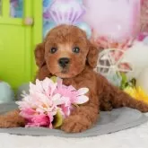 トイプードル(トイ)【千葉県・男の子・2025年8月5日・レッド】の写真11「犬舎見学ツアーも開催中！朝11時限定の予約制なので希望の方は「犬舎見学希望」とメッセージ下さい😊」